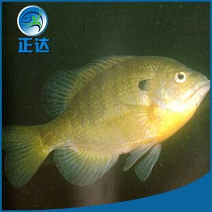 ���l�����|��Ŀ̫��~�絭ˮ�~�~���N��Ϳ��x�Bֳ���|���|�Bֳ