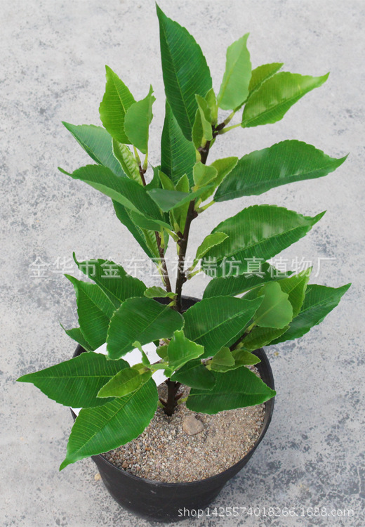 XRB-126四叉枝古茶叶48叶53厘米