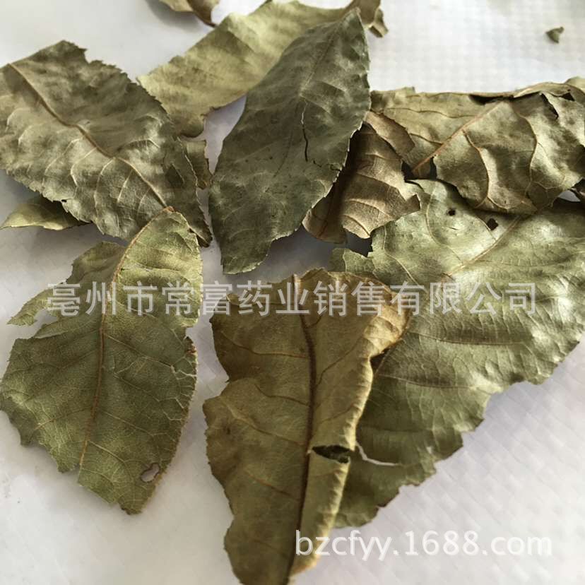 Cyclocarya Pilius Qing Qian Liu Whole Leaf Tea 500g Fujian Origin key features