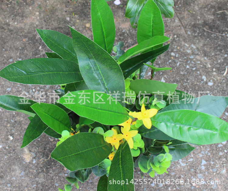 XRS-110迷你小盆栽夜来香花30叶24花40厘米6