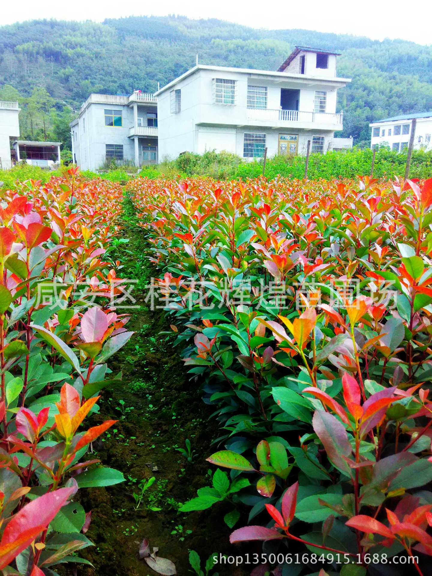 IMG_20151009_151223_HDR