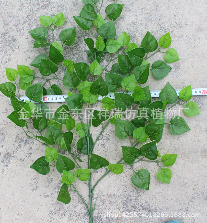 白桦五叉枝春色1