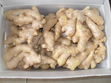 供应出口风干姜，姜，保鲜姜，半风干姜，大姜，ginger，新姜