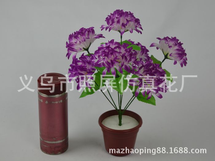 7頭爪菊20