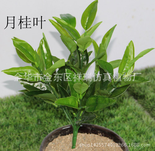 月桂