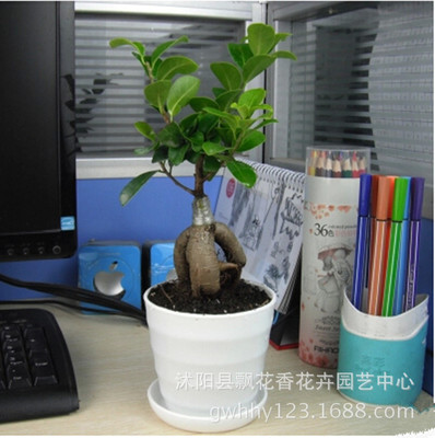 批发榕树盆栽 小型植物 桌面小盆景 办公室观叶植物 人参榕