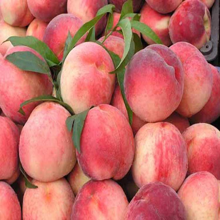 食用香精1284水蜜桃香精用于饮料乳制品软糖果冻果酒清甜桃香味