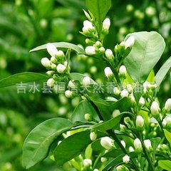 玳玳花油   植物香料油  日化调香