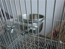 厂家批发鹦鹉松鼠食盒亚克力两用食杯架食盒灰鹦鹉食杯有包装