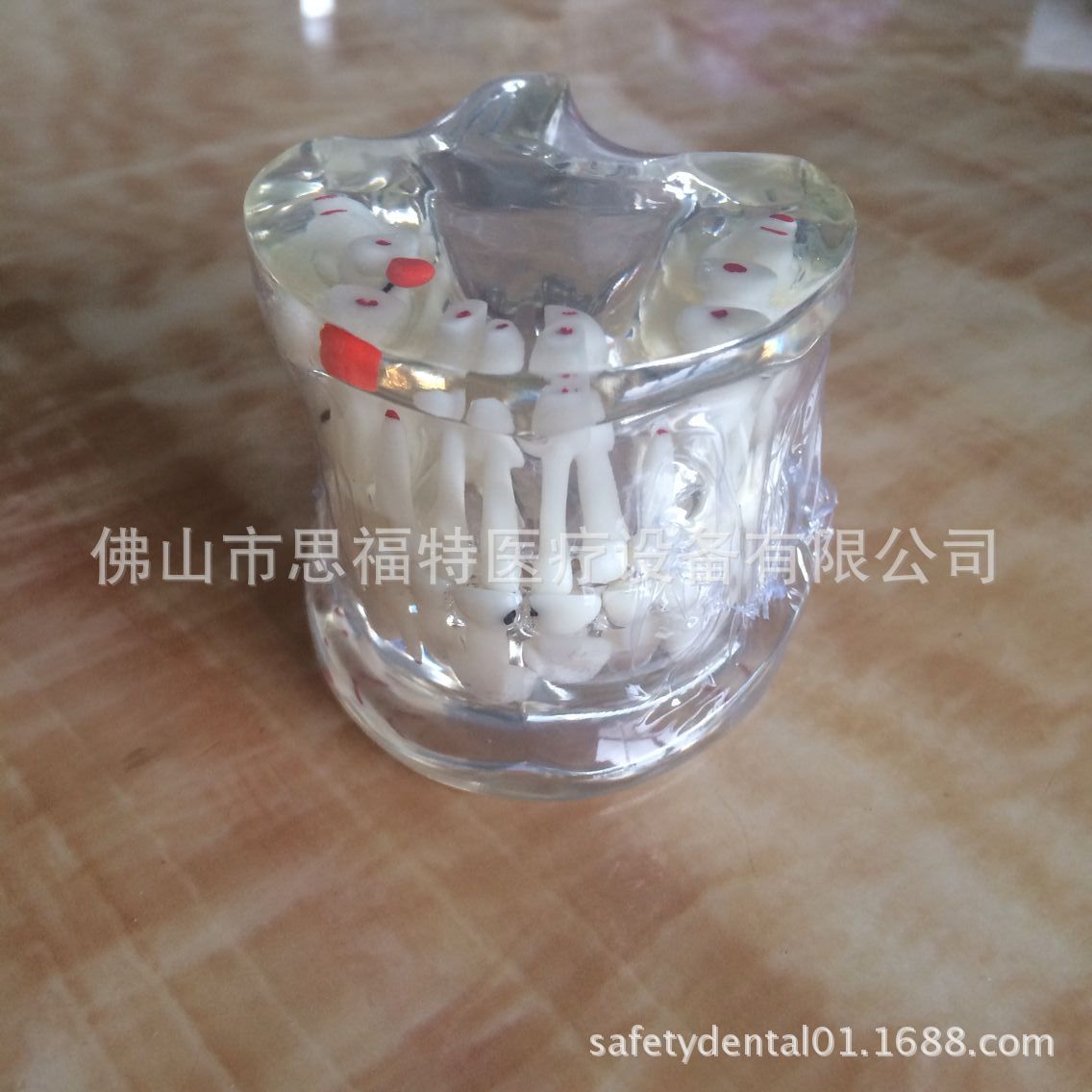 C11乳恒牙交替模型
