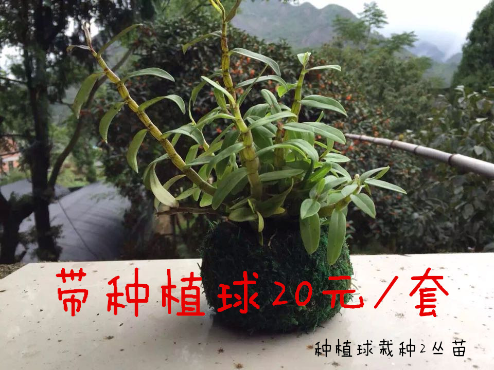 种植球