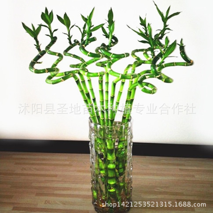 特价富贵竹开运竹转运竹出售水培植物批发花卉盆景室内盆栽花卉|ru