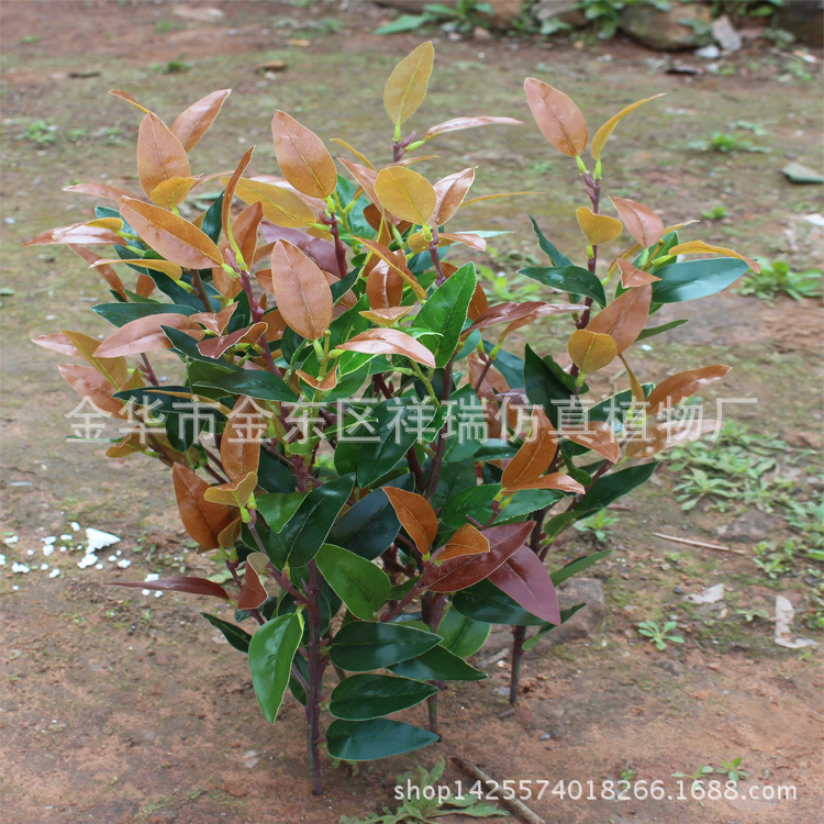 红叶四叉枝36叶子2