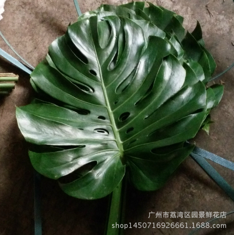 切叶植物有哪些,50种常见的切枝植物,切枝植物有哪些_大山谷图库