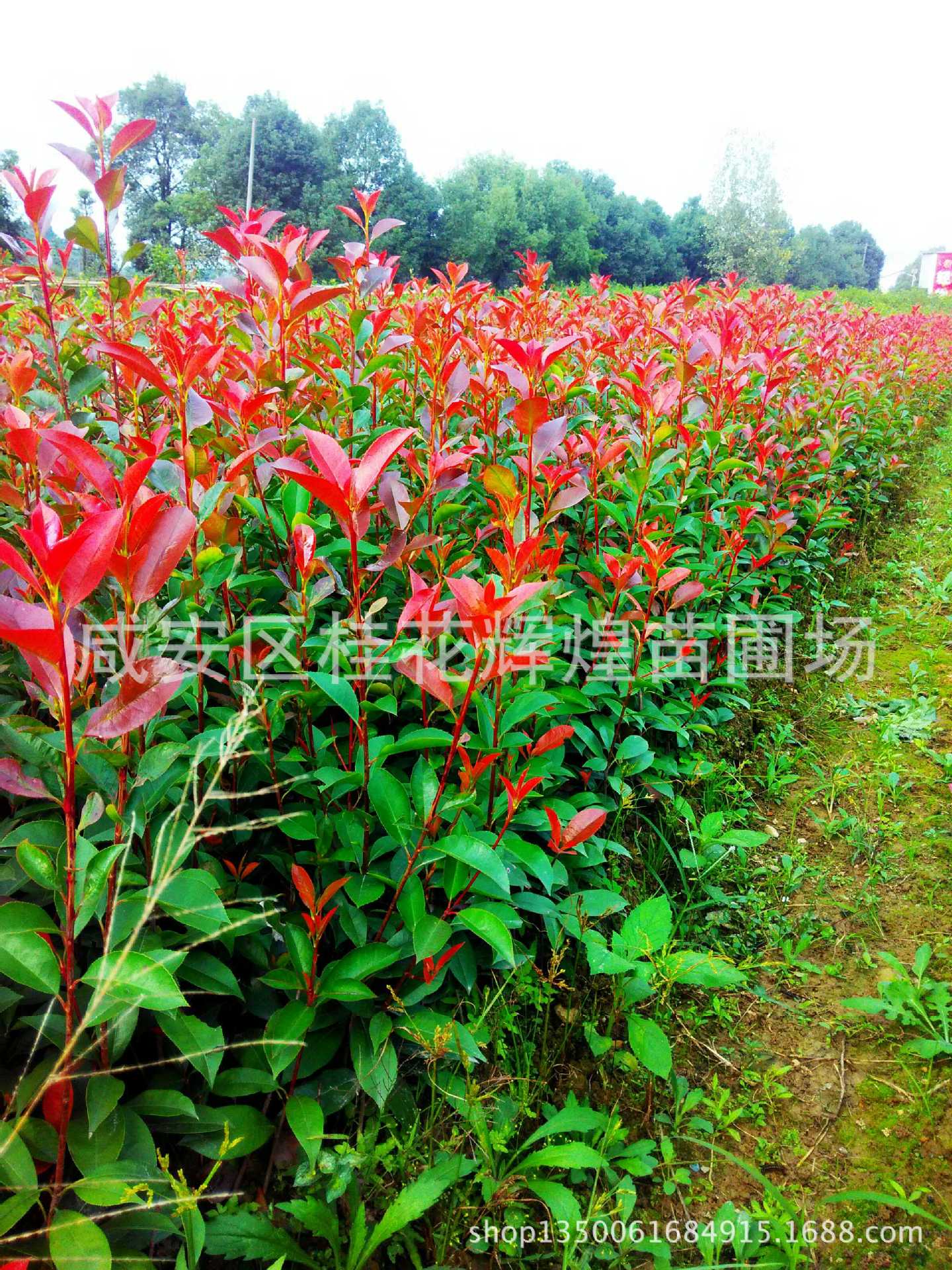 IMG_20151009_151509_HDR