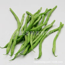 四季豆種子無絲豆泰國架豆無筋豆種子壽光特色蔬菜種子公司