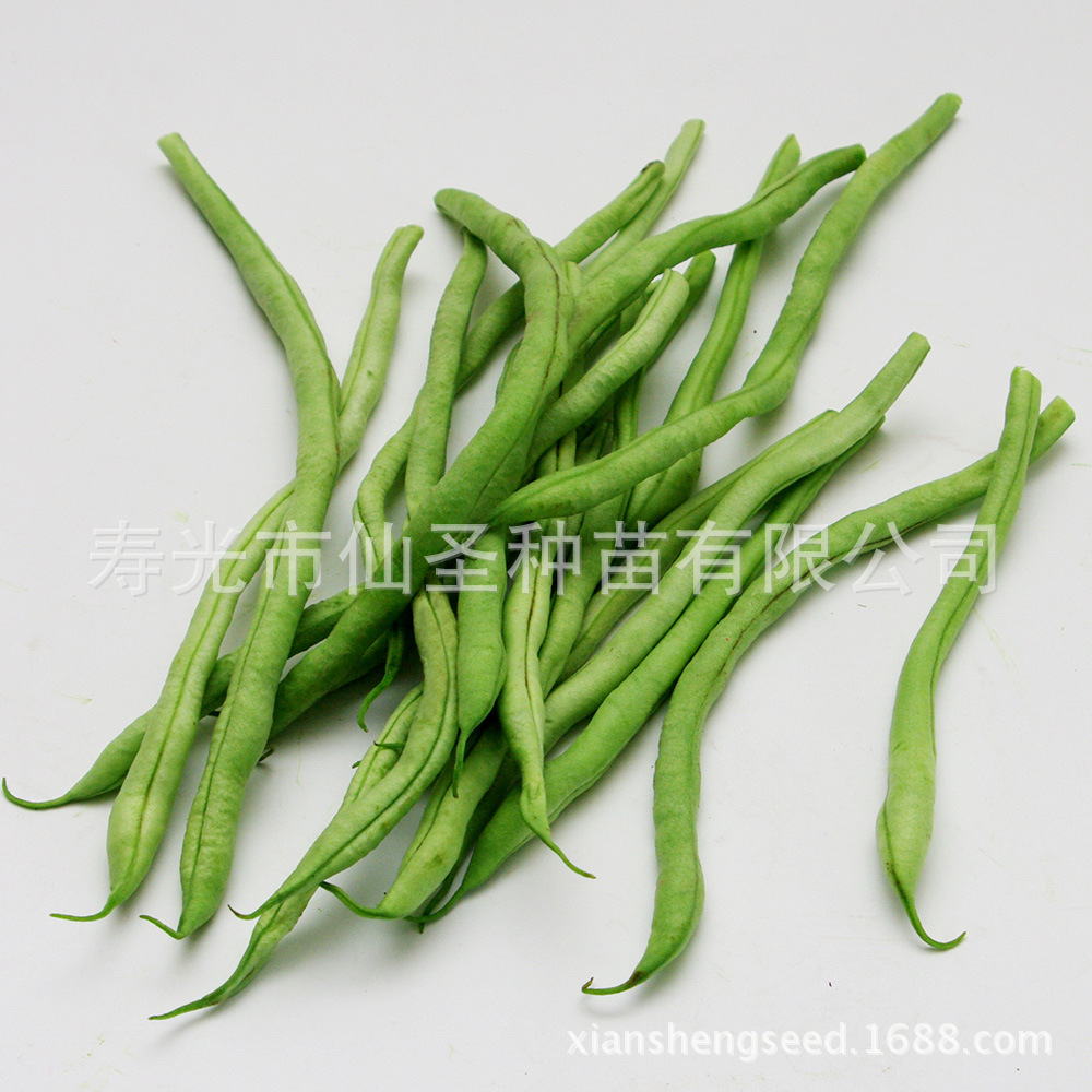 四季豆种子无丝豆泰国架豆无筋豆种子寿光特色蔬菜种子公司