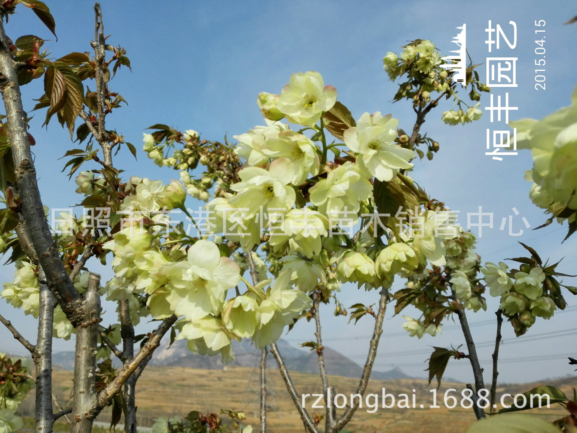 绿樱最新价格 供应郁金绿樱花 绿樱花 郁金樱花 绿樱-阿里巴巴