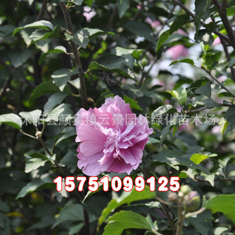 批发木槿小苗 红花木槿 丛生木槿 独杆木槿 木槿树苗 芙蓉花树苗
