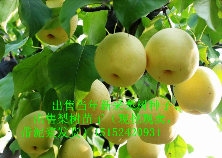 棠梨品种介绍,棠梨是雌雄同株吗,棠梨的雅称(第13页)_大山谷图库