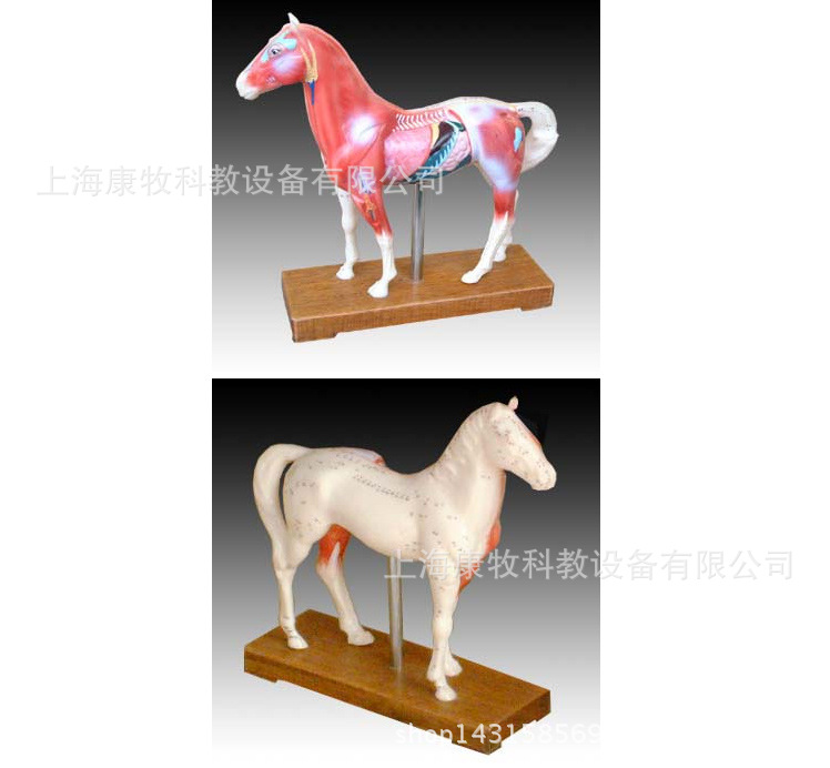 马体针灸模型