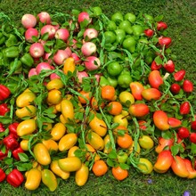 四月天仿真水果蔬菜串批发苹果芒果农家乐餐厅饭店挂饰假玉米大蒜