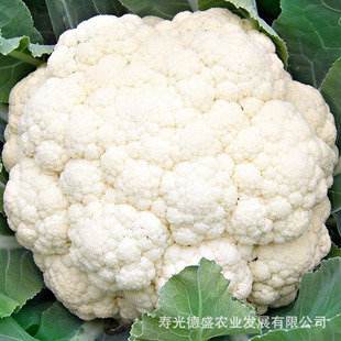 白菜花種子圖片 海量高清白菜花種子圖片大全 阿里巴巴