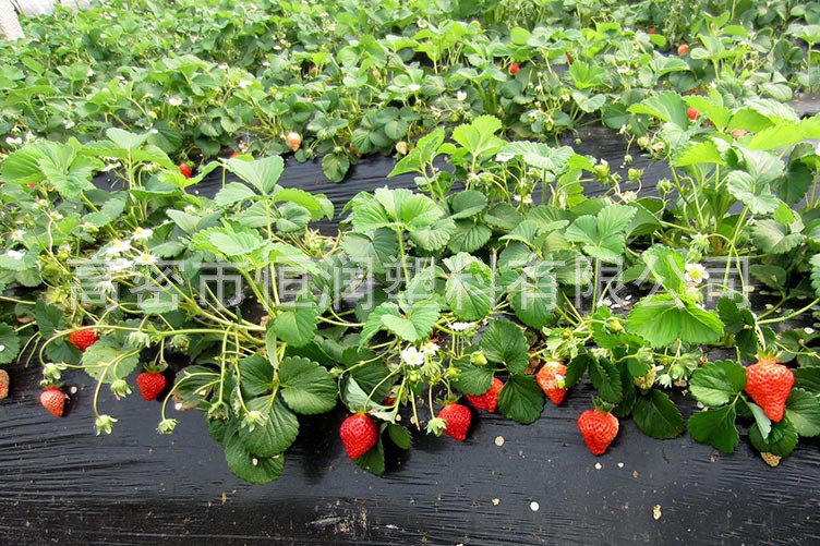 塑料薄膜_草莓大棚膜 定做消雾膜 国标7丝农膜