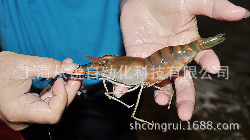 1_抱卵的新型虾母(1)