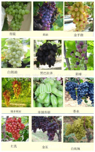 �������l����������N�� ���Nˮ����N�����ѷN�����ј�N��