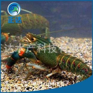 �F؛���� ������֫��ˮ�r�� ���r��ˮ���r���l�r�����l