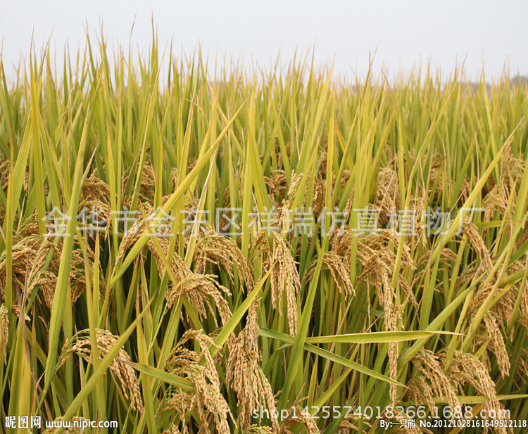 水稻图片真的