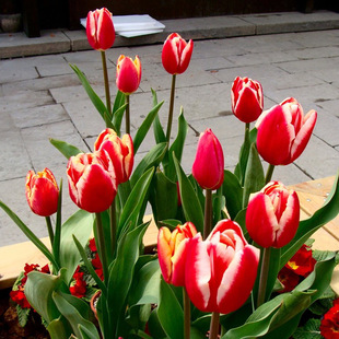 Оптовая тюльпана Symatic Ball Park Green Tulip