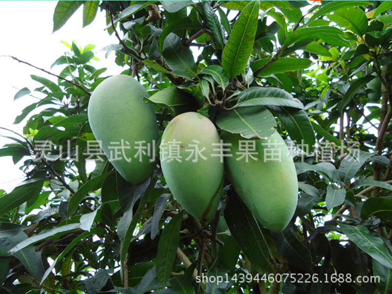 T28FqMXdtcXXXXXXXX-1698688142