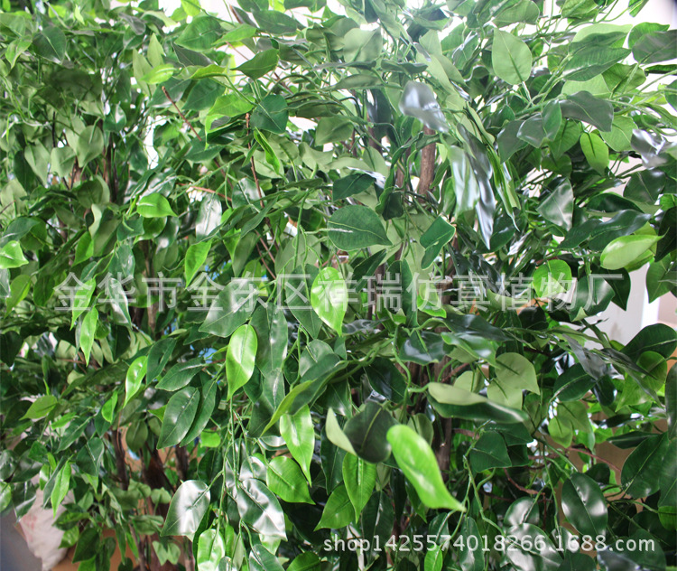 XRS-107古龙树头绿榕树1512叶150厘米8