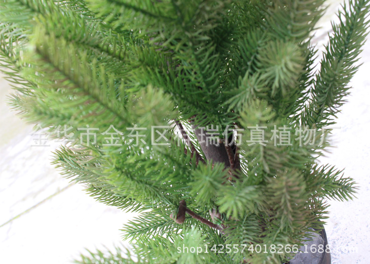 XRS-121盆栽岷江冷杉叶35叶60厘米5