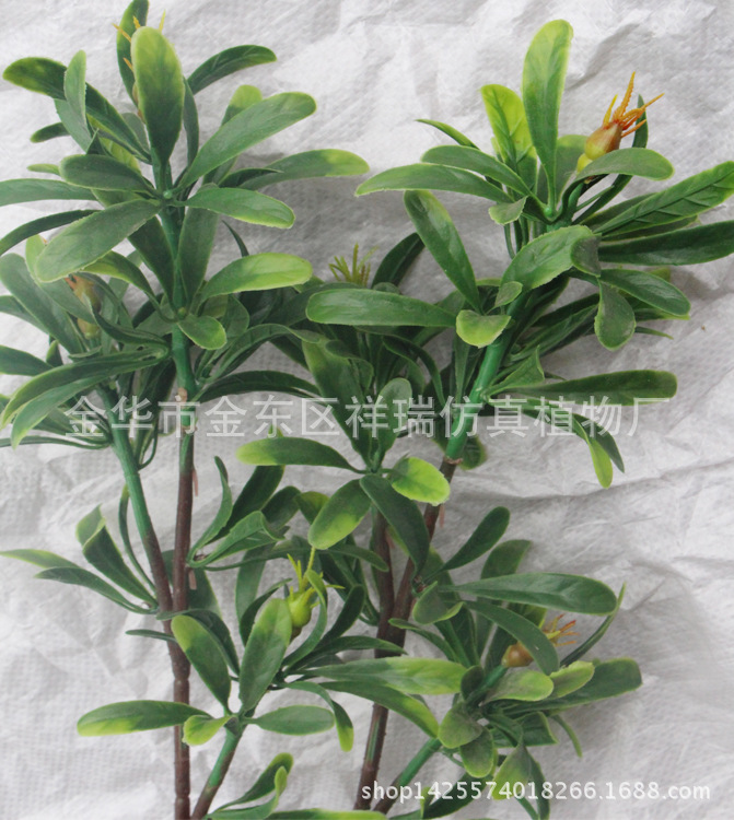 XRB-049蜡烛树3枝17叶1果52CM叶