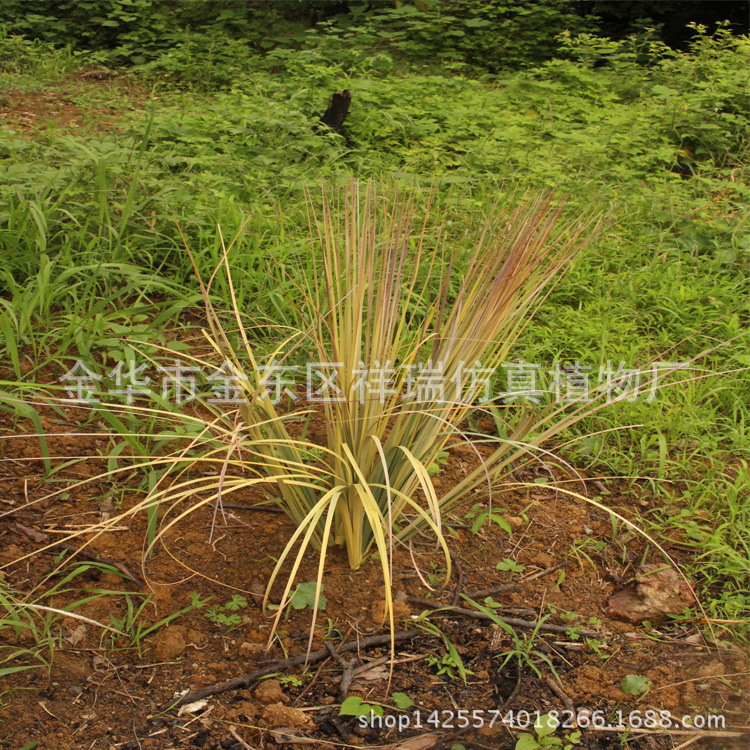 单枝芒草洋葱草叶12叶80CM1