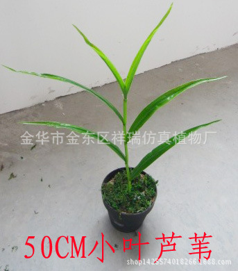 小芦苇叶6叶50厘米整