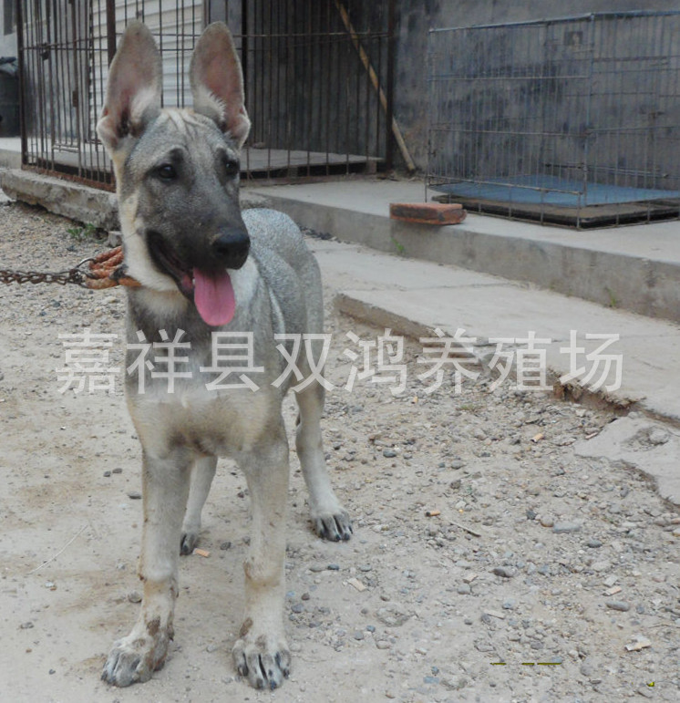 阆中现在山红犬的养殖场价格