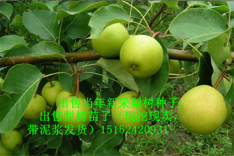 棠梨品种介绍,棠梨是雌雄同株吗,棠梨的雅称(第13页)_大山谷图库