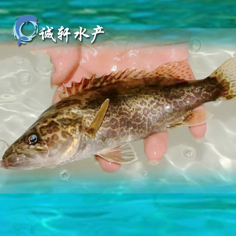 鳜鱼怎么读_鳜鱼怎么读供应商_鳜鱼怎么读批