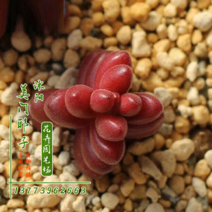 花卉苗圃图片_花卉苗圃图片大全 - 阿里巴巴海