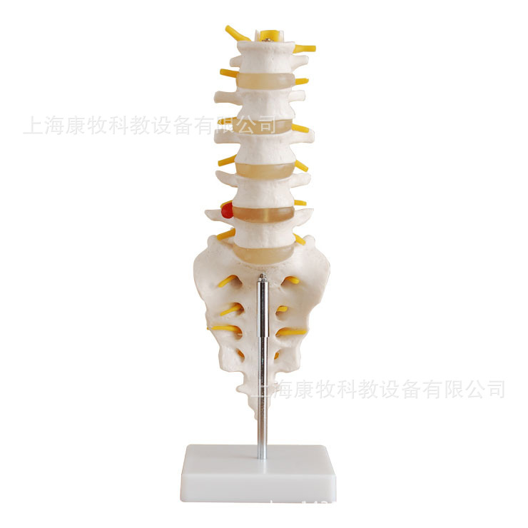自然大腰椎带尾椎骨模型
