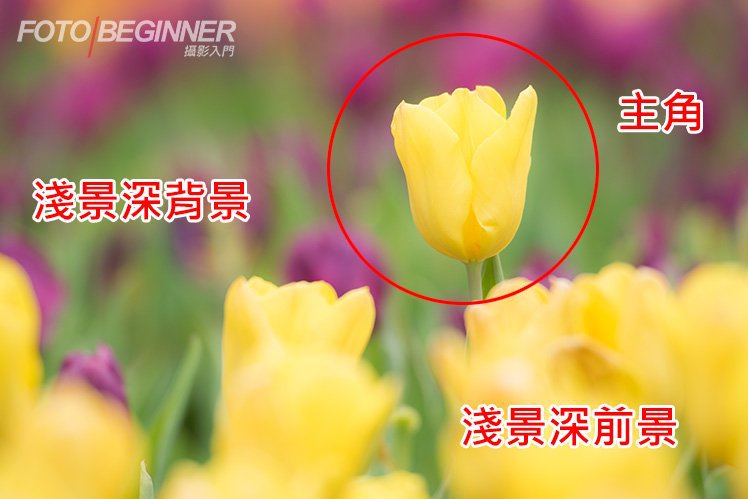 景深浅和景深深,浅景深和深景深图片,浅景深和深景深的效果(第3页)_大山谷图库