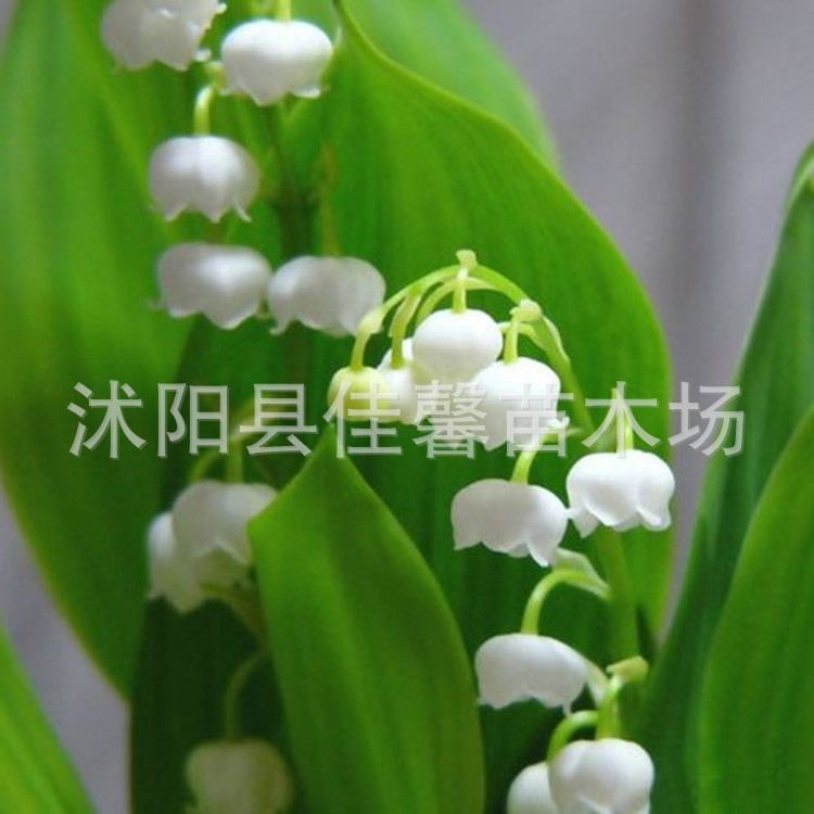 球根花卉 品種稀少 純潔 鈴蘭花苗 鈴蘭盆栽