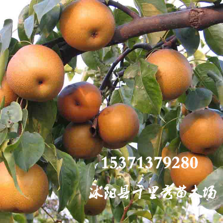 直销果树苗 优质嫁接晚秋黄梨树苗 价廉物美 新品种梨树 味甜|ru
