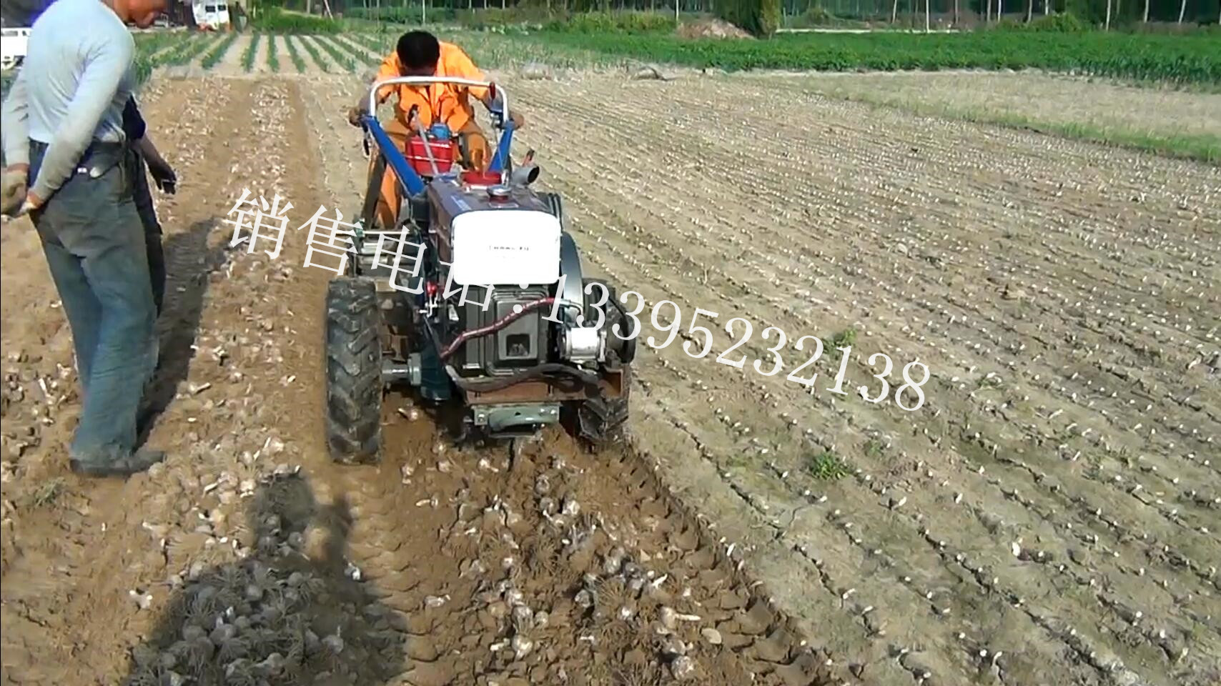 去叶大蒜收获机价格-大蒜收获机视频 -大蒜收获机图片|ms
