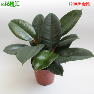 ���l�^�~ֲ���҃�С�����̨���ܿ͏d�[����A120���ڽ���