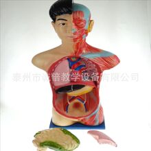 �����������ģ�� J39053 ������ѧ����ҽѧ���������������ټ���